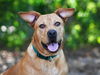 adoptable Dog in  named JUNIOR