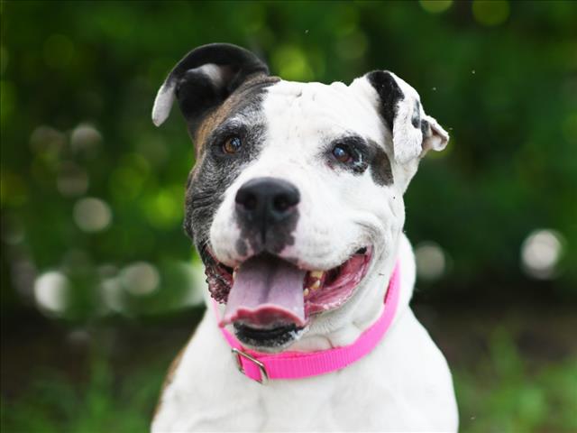adoptable Dog in Tavares, FL named SIENNA