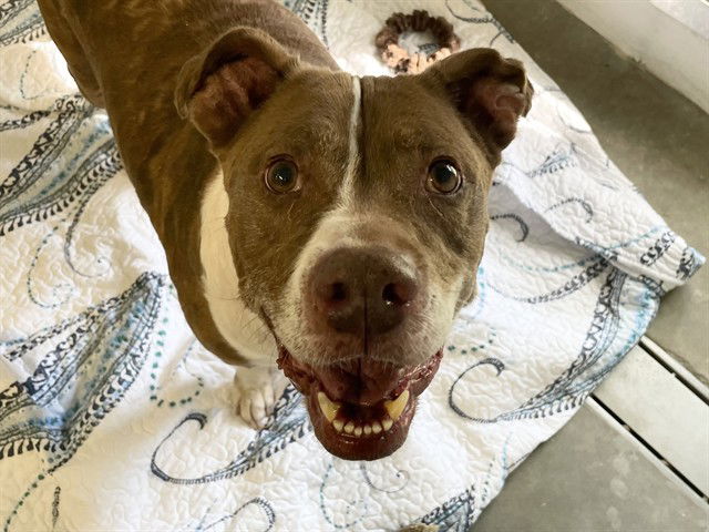 adoptable Dog in Tavares, FL named LOUIE