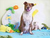 LOUIE - Photo 1
