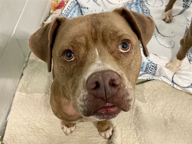 adoptable Dog in Tavares, FL named CHANCE
