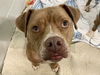 adoptable Dog in tavares, FL named CHANCE