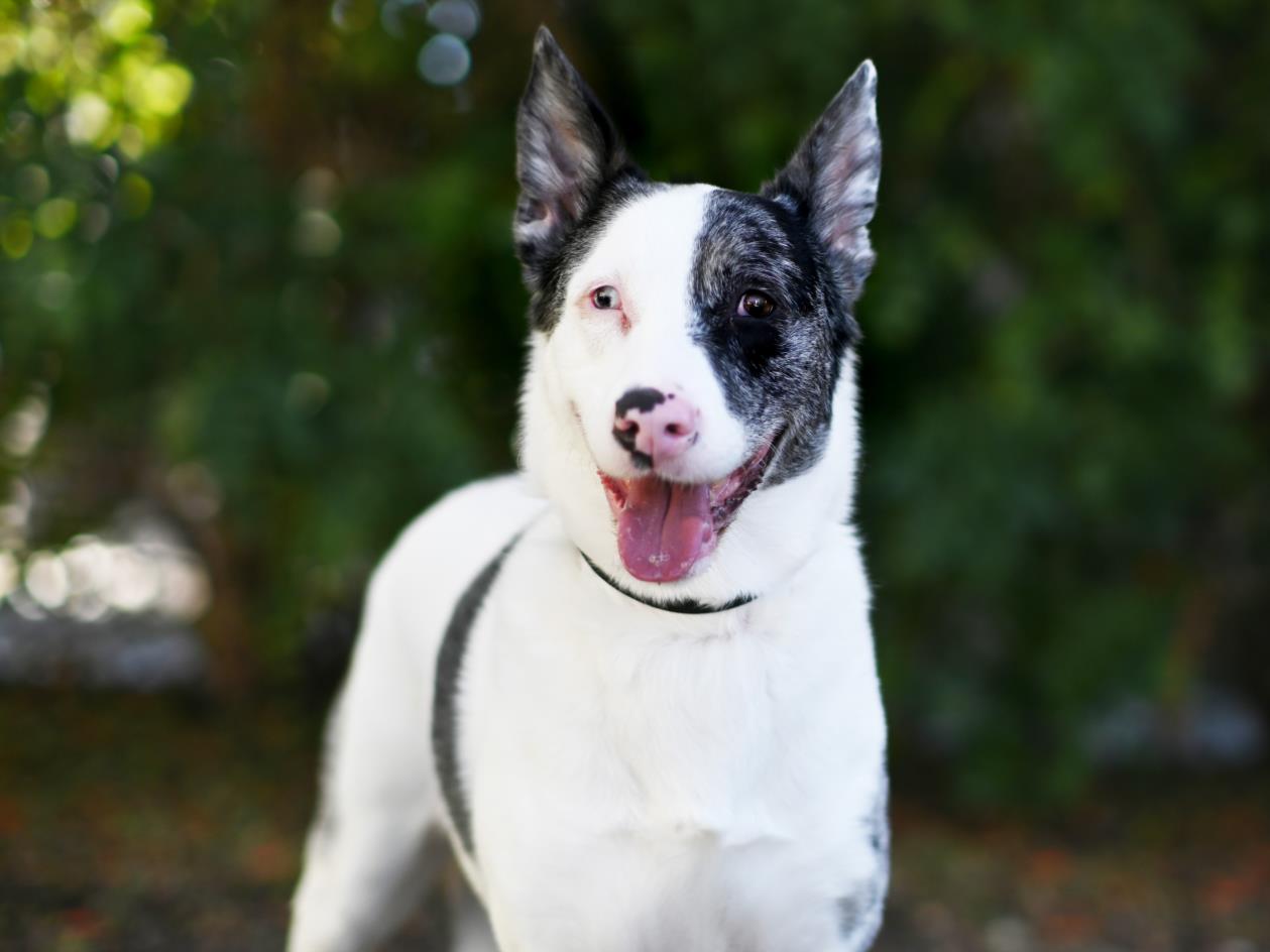 adoptable Dog in Tavares, FL named POPPY