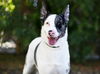 adoptable Dog in  named POPPY