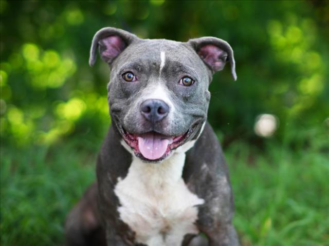 adoptable Dog in Tavares, FL named REBA