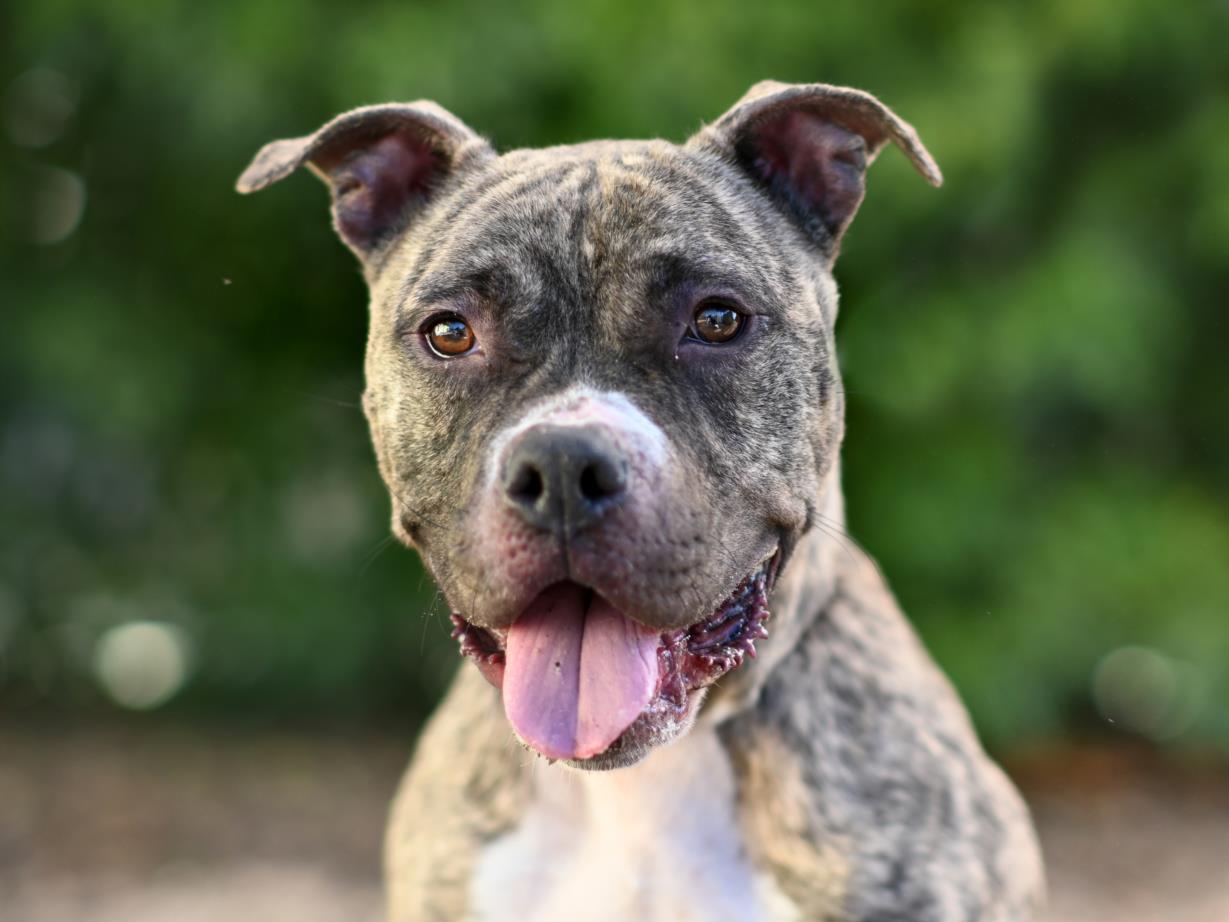 adoptable Dog in Tavares, FL named VENUS
