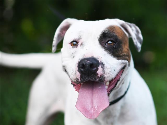 adoptable Dog in Tavares, FL named LARISSA