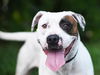 adoptable Dog in  named LARISSA