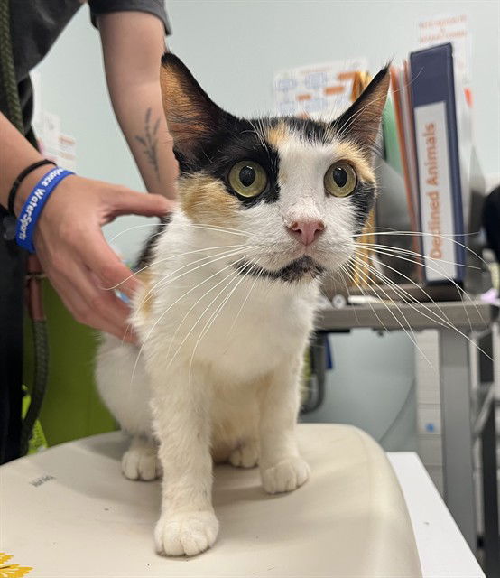 adoptable Cat in Tavares, FL named PORSHE