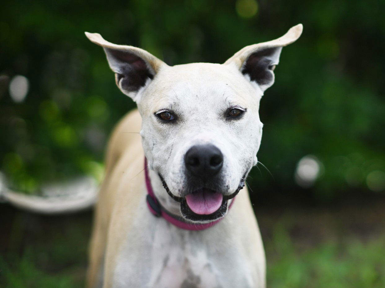 adoptable Dog in Tavares, FL named ELLIE