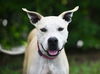 adoptable Dog in tavares, FL named ELLIE