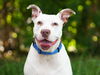 adoptable Dog in tavares, FL named ZELDA