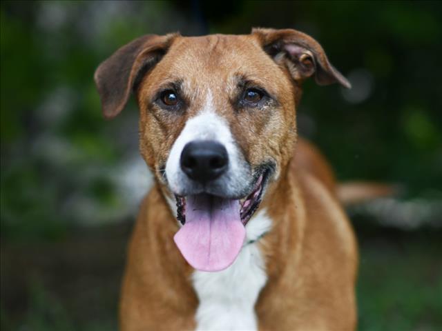 adoptable Dog in Tavares, FL named RAY