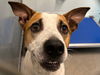 adoptable Dog in  named HOLLAND