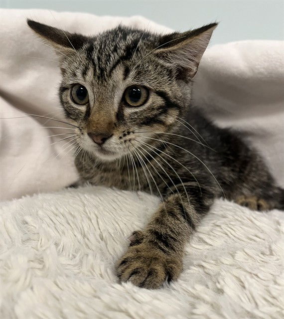 adoptable Cat in Tavares, FL named RAY