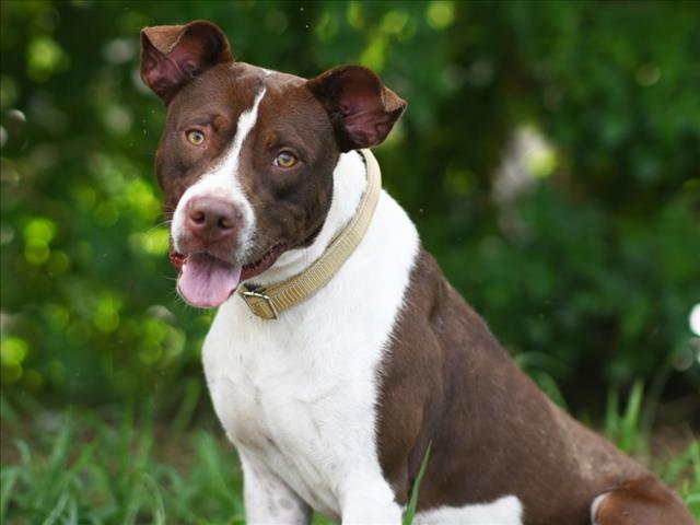 adoptable Dog in Tavares, FL named CAIRO