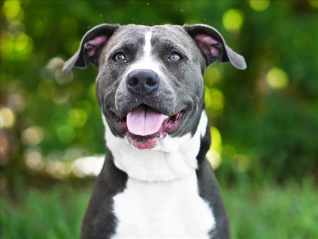 adoptable Dog in Tavares, FL named ELLIS