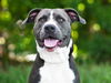 adoptable Dog in tavares, FL named ELLIS