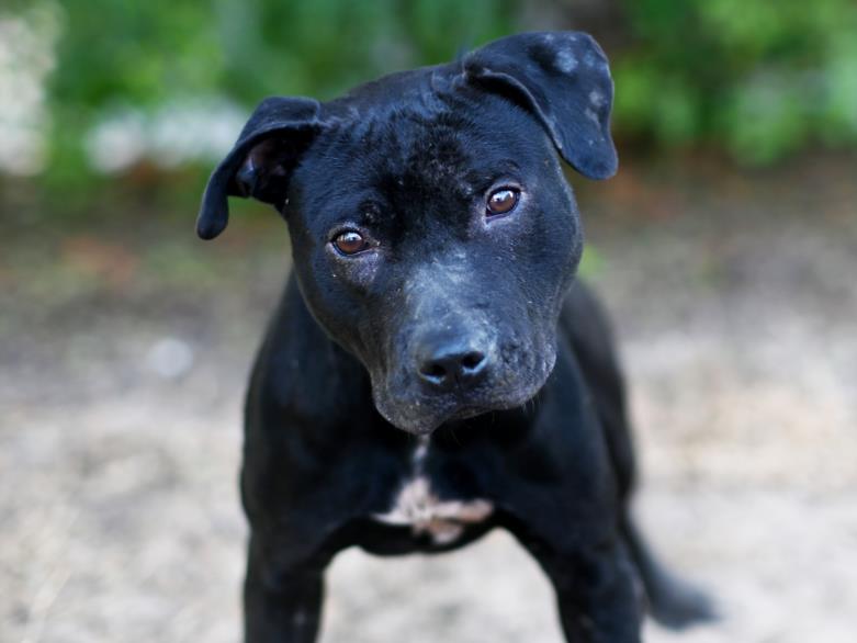 adoptable Dog in Tavares, FL named STANLEY