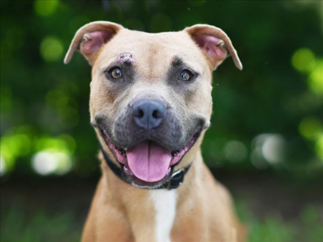adoptable Dog in Tavares, FL named PUP PUP