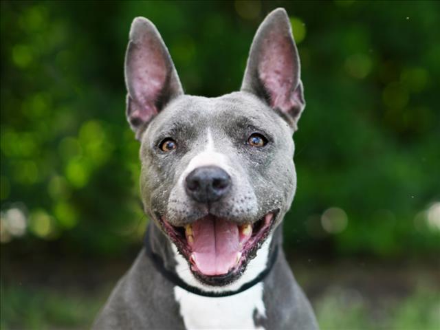 adoptable Dog in Tavares, FL named LADY