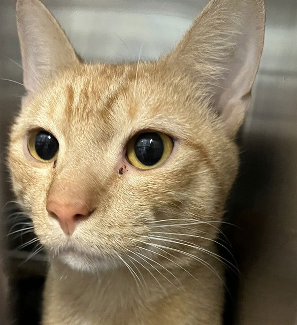 adoptable Cat in Tavares, FL named GARFIELD
