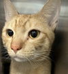 adoptable Cat in tavares, FL named GARFIELD