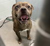 adoptable Dog in  named FRANKLIN