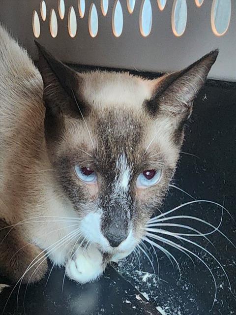 adoptable Cat in Tavares, FL named ROSA