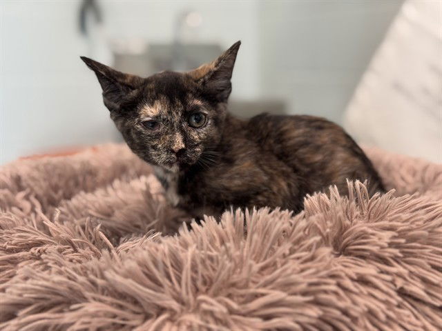 adoptable Cat in Tavares, FL named QUEEN SHIBA