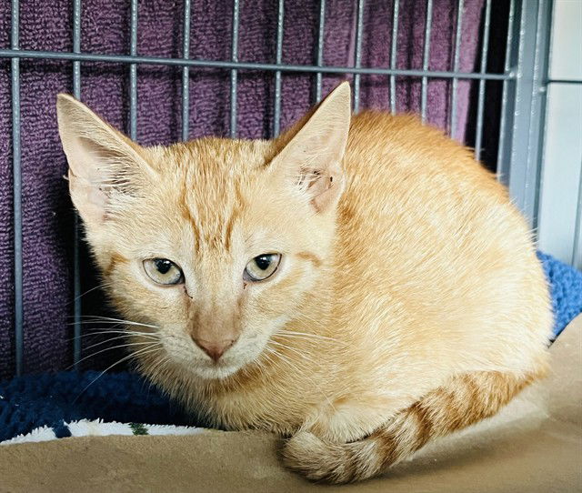 adoptable Cat in Tavares, FL named TROOPER