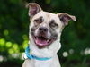 adoptable Dog in tavares, FL named KEVIN