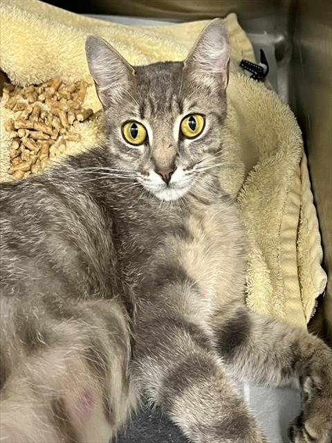 adoptable Cat in Tavares, FL named STACY