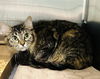adoptable Cat in tavares, FL named MAYFLOWER