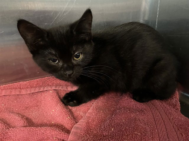 adoptable Cat in Tavares, FL named MEMPHIS