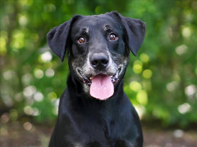 adoptable Dog in Tavares, FL named MILO