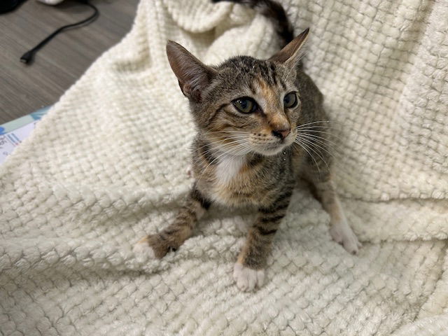 adoptable Cat in Tavares, FL named LOUISIANA PURCHASE