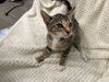 adoptable Cat in Tavares, FL named LOUISIANA PURCHASE