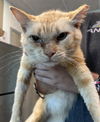 adoptable Cat in Tavares, FL named FILLMORE