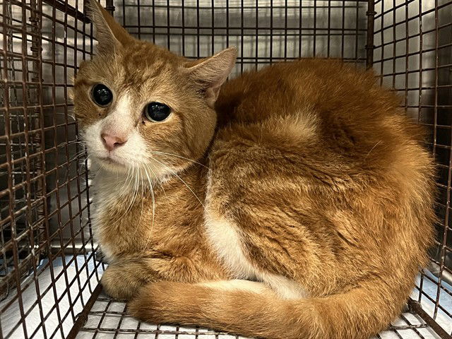 adoptable Cat in Tavares, FL named MICHIGAN