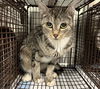 adoptable Cat in Tavares, FL named IOWA