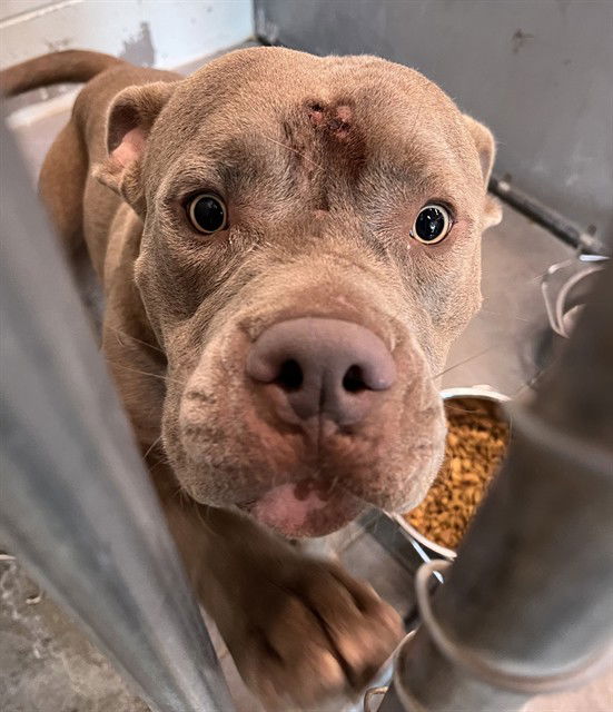 adoptable Dog in Tavares, FL named GRAHAM