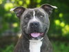 adoptable Dog in tavares, FL named BRAVO