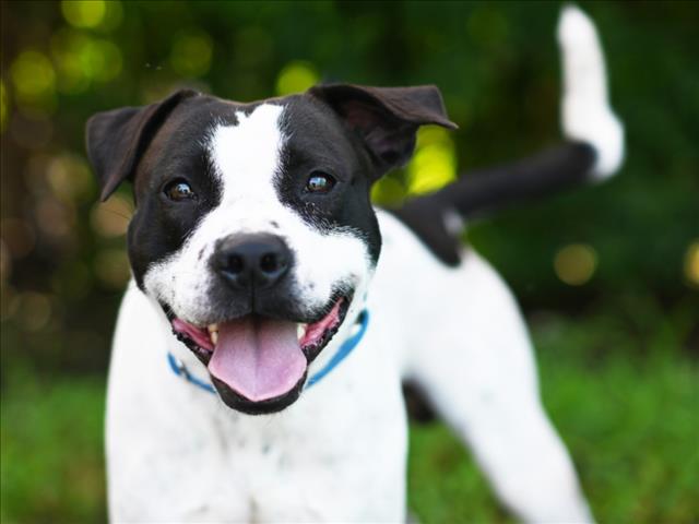 adoptable Dog in Tavares, FL named TROOPER