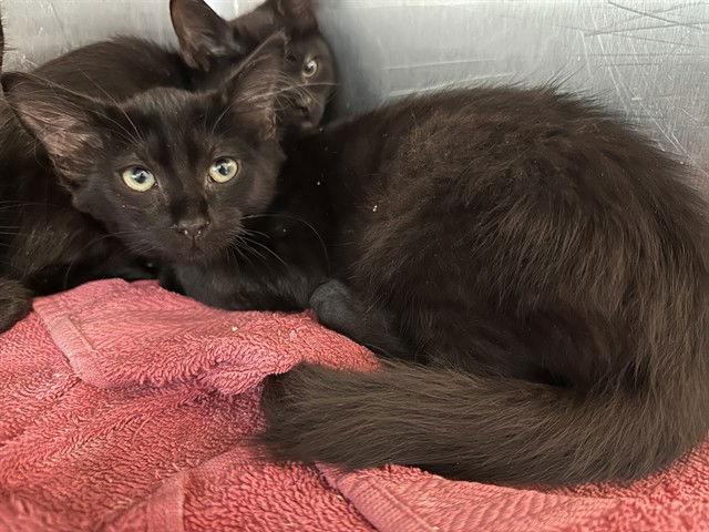 adoptable Cat in Tavares, FL named BATON ROUGE