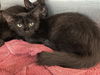 adoptable Cat in Tavares, FL named BATON ROUGE