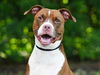 adoptable Dog in Tavares, FL named MARTHA