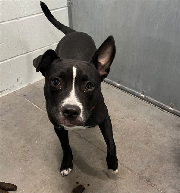 adoptable Dog in Tavares, FL named WILSON