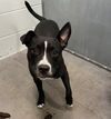 adoptable Dog in tavares, FL named WILSON
