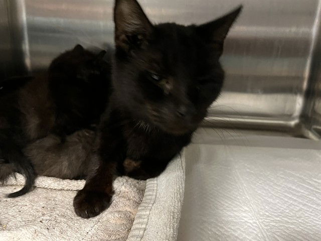 adoptable Cat in Tavares, FL named MONROE